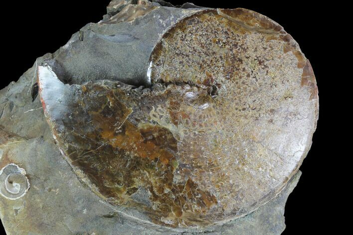 Sphenodiscus Ammonite On Rock - South Dakota #98718